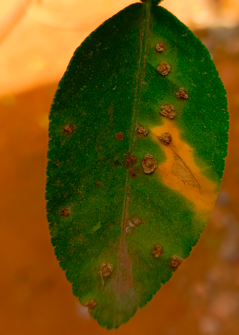 Lesions sur feuille