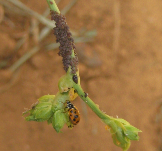 Coccinelle et pucerons sur niébé