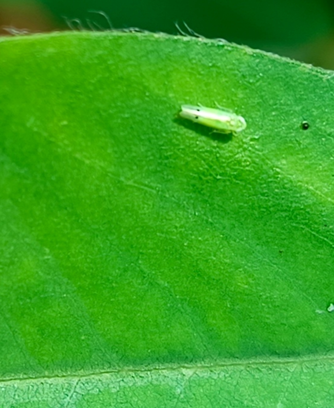 adulte d'Amrasca biguttula sur arachide