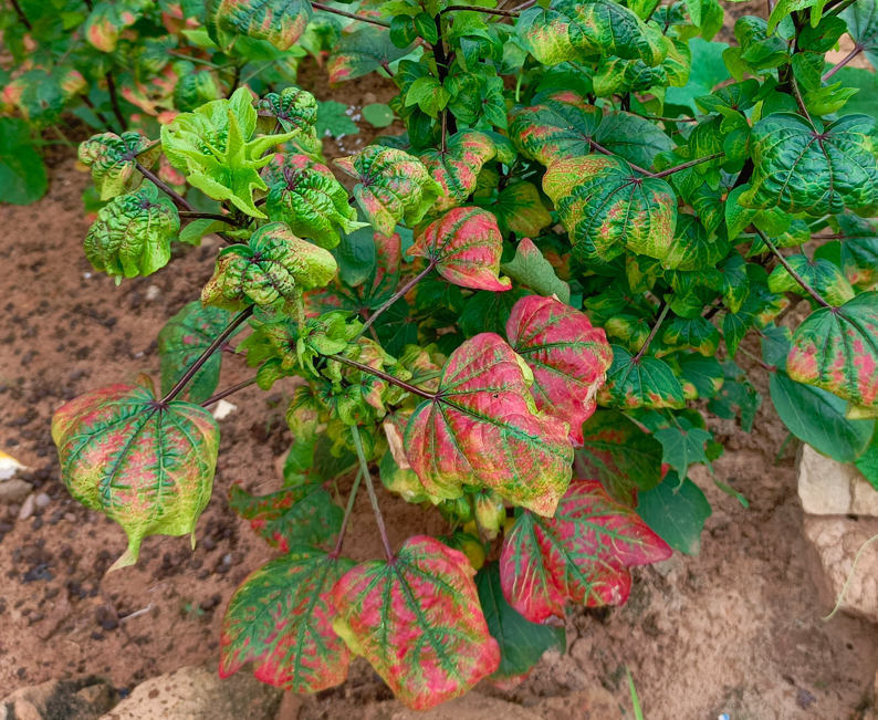 Attaques sévères sur plant d'oseille