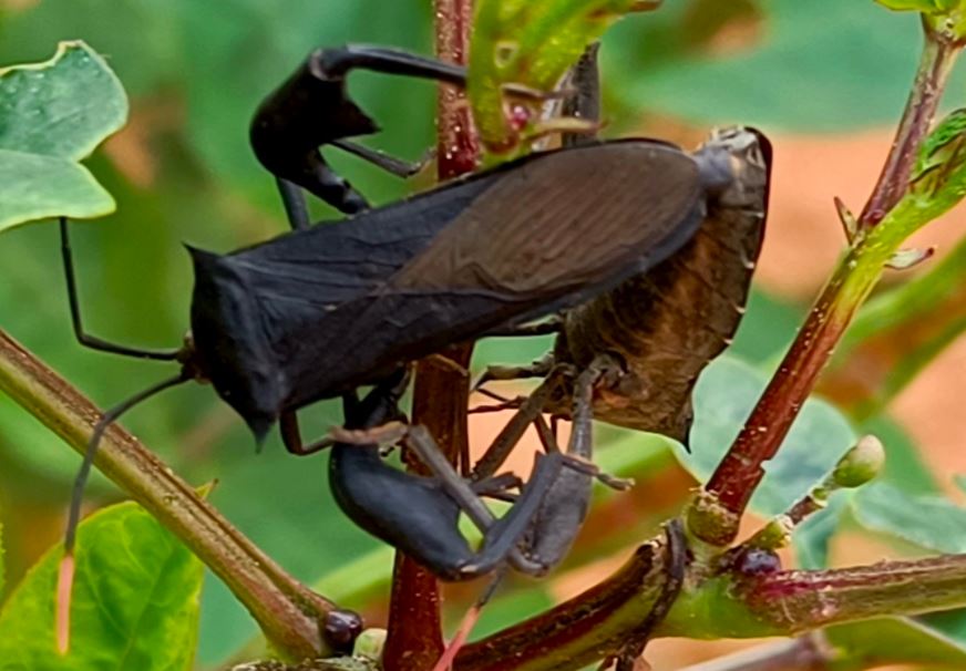 Accouplement adultes anoplocnemis curvipens sur quinqueliba