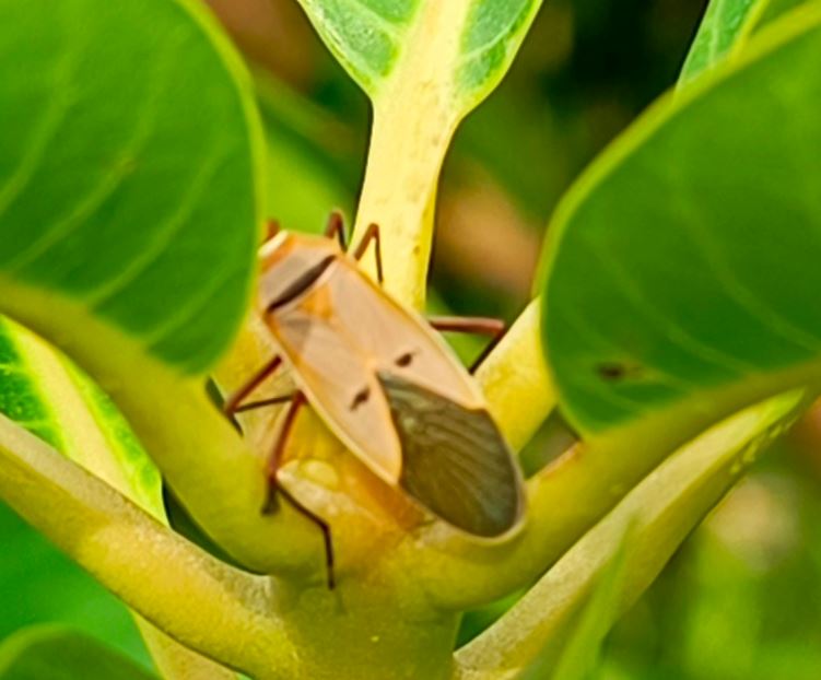 Adulte de Dysdercus curvipens