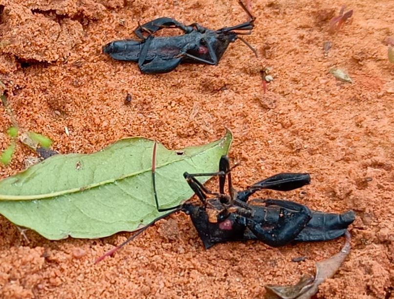 Anoplocnemis curvipens detruits après une application pesticide