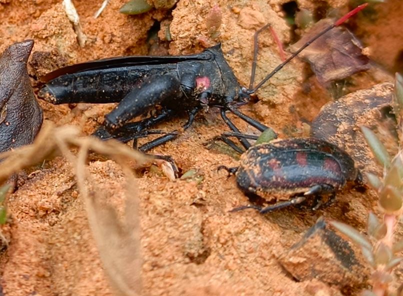 Anoplocnemis curvipens et pacnoda détruits