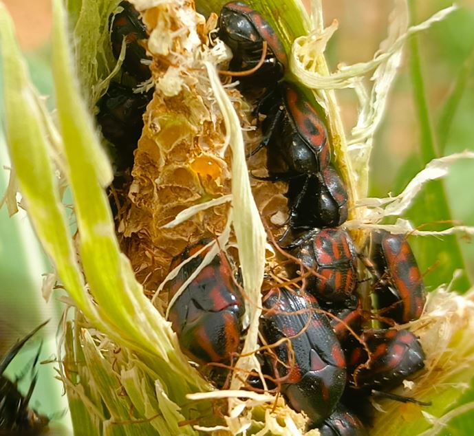 Attaque massive de Pacnoda spp. sur maïs