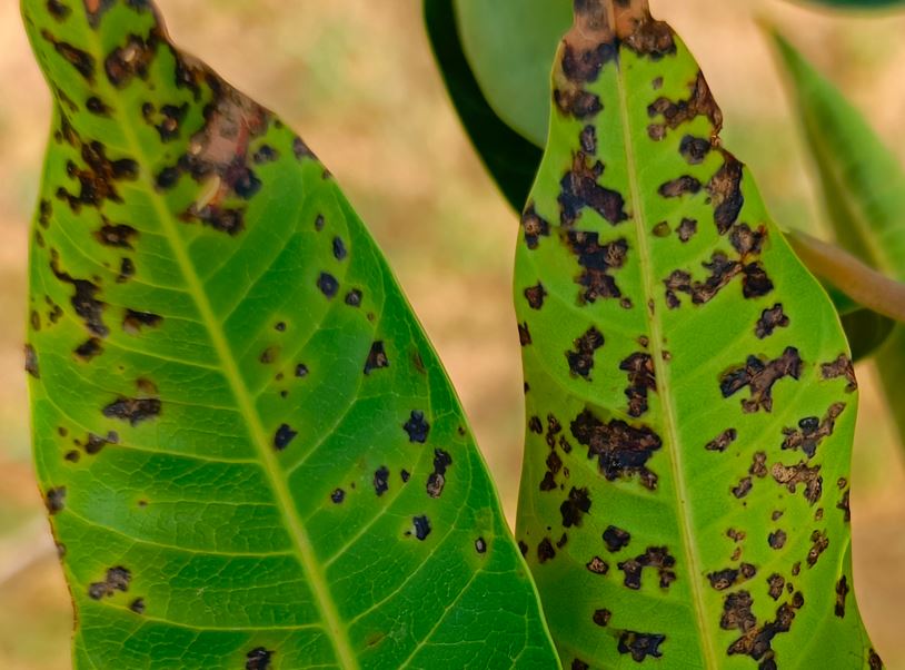 bactériose sur feuilles de manguier