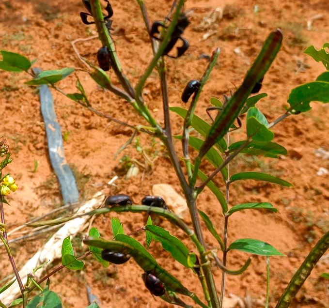 Double attaque Anoplocnemis curvipens et Pacnoda ©Aminou Salifou