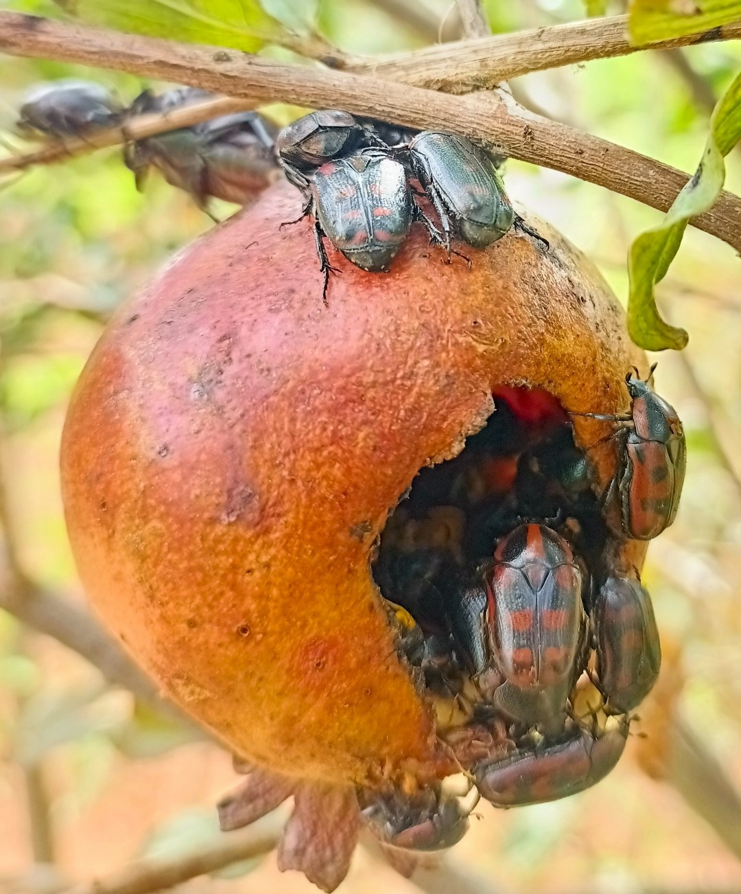 Pacnoda sur fruit de grenade