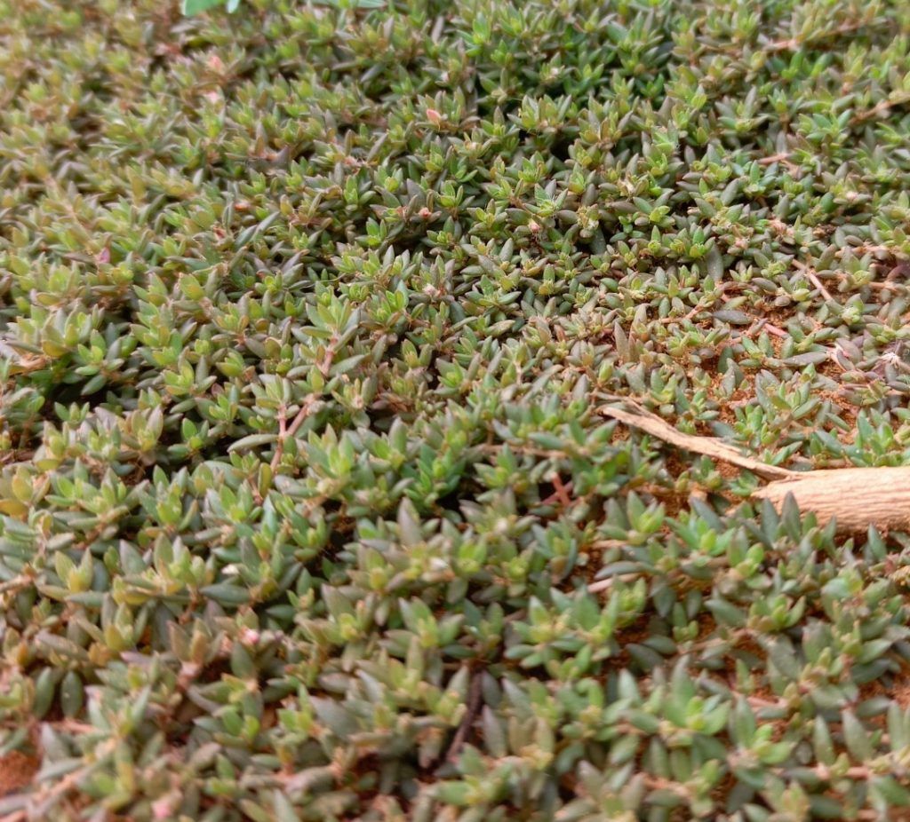 Portulaca quadrifolia