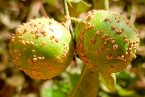 Lésions bactériennes sur fruits de citronnier