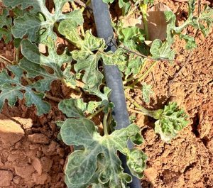 Plant de pastèque avec feuilles récroquivillées