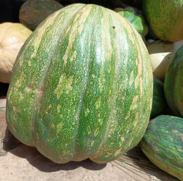 Fruit de courge var. Bagobira