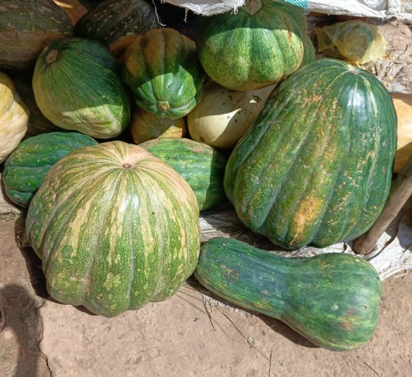 Fruits de courge var. Bagobira