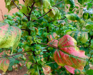 Production de petites feuilles sur oseille