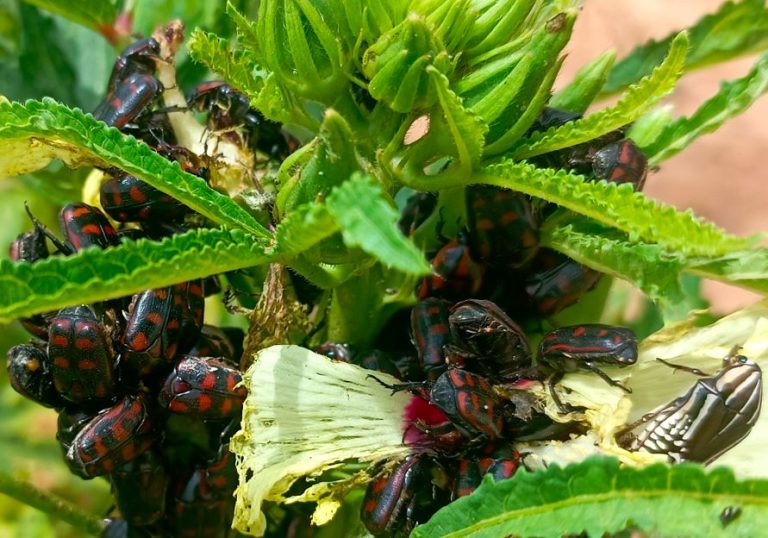 Invasion massive de Pacnoda spp. sur gombo