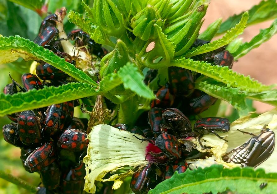 Invasion massive de Pacnoda spp. sur gombo